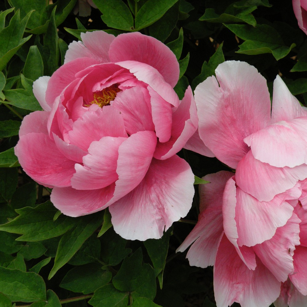 Meet your Posher, Peony
